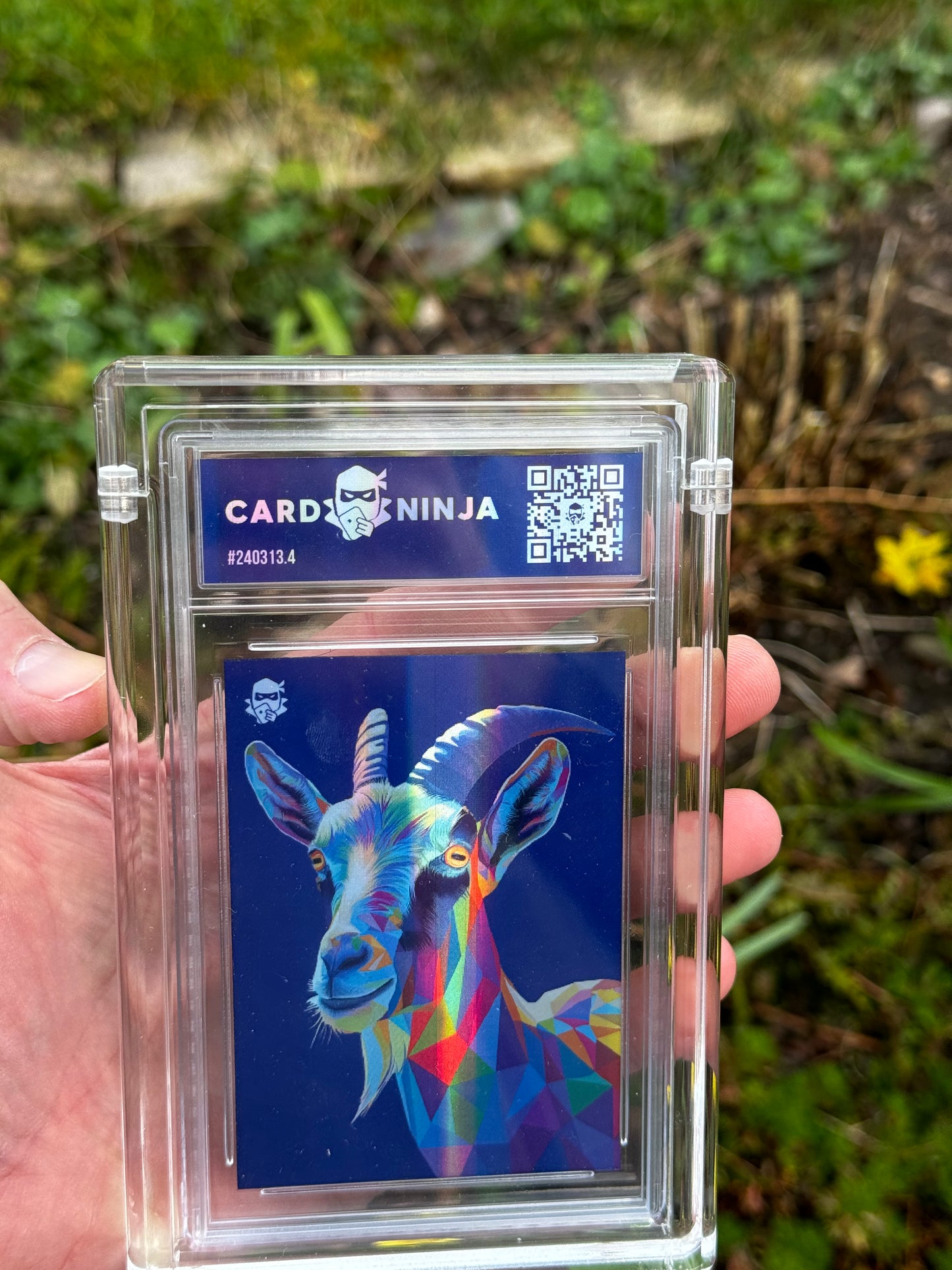 Lewis, the goat (Sapphire /2)